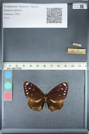 Media type: image;   Entomology 160500